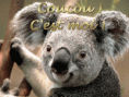 /album/galerie-photos/koala-dor-gif/